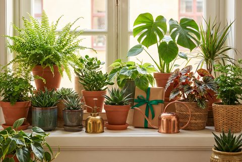 Sunny windowsill crowded with ferns, succulents and a monstera in terracotta pots, with copper watering cans and a wrapped gift