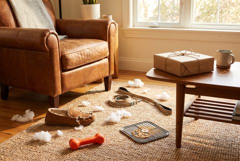 Living room rug with a chewed slipper, tufts of stuffing, a chew toy, a leash and a lick mat, with a wrapped gift on the coffee table